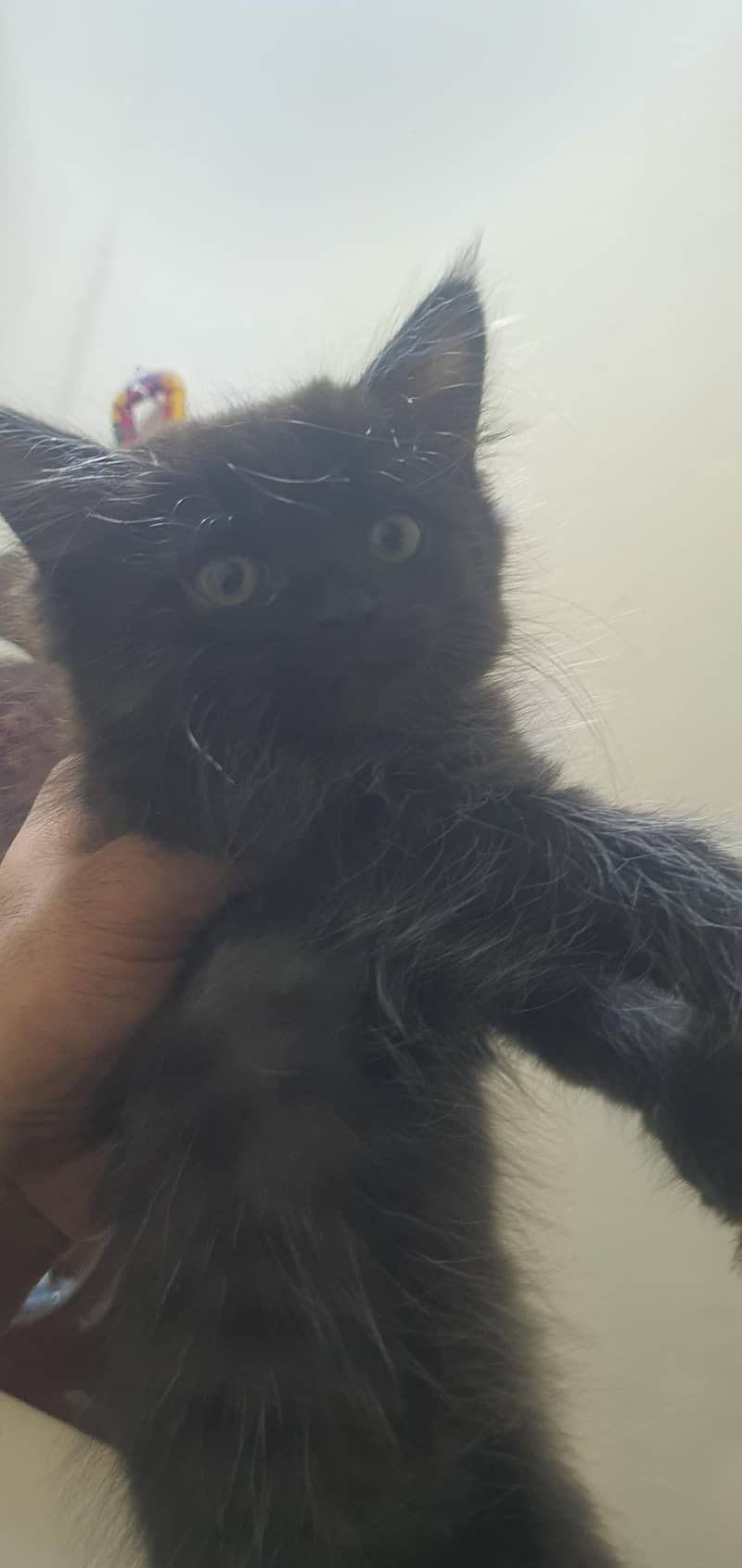 Persian kittens 5