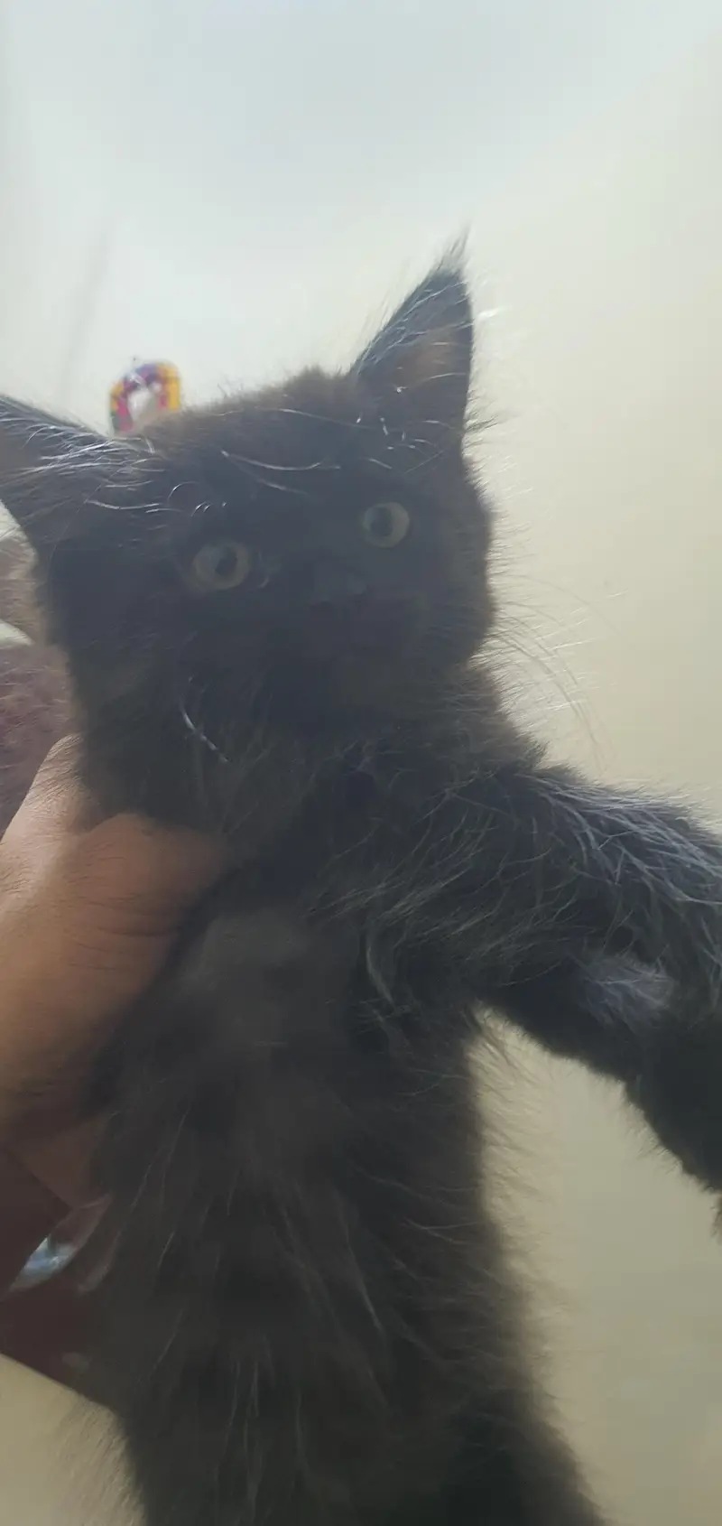 Persian kittens — photo 6
