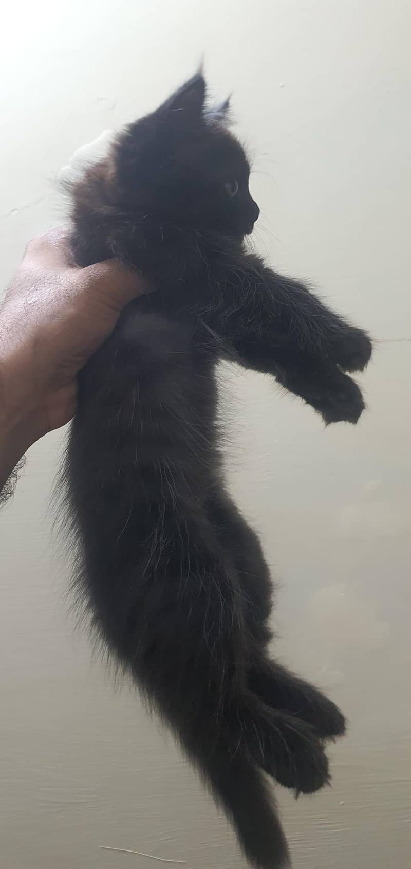 Persian kittens 6