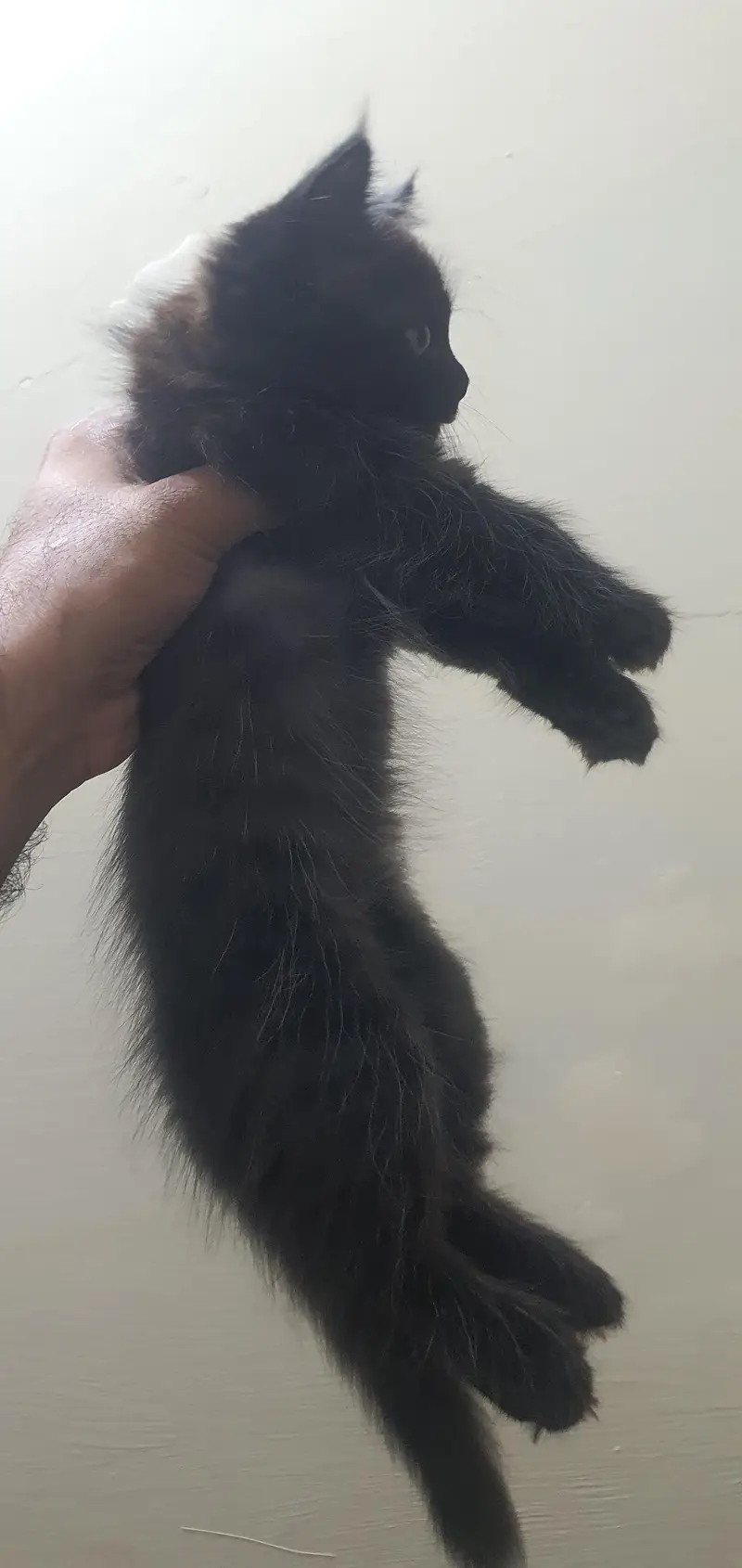 Persian kittens — photo 7