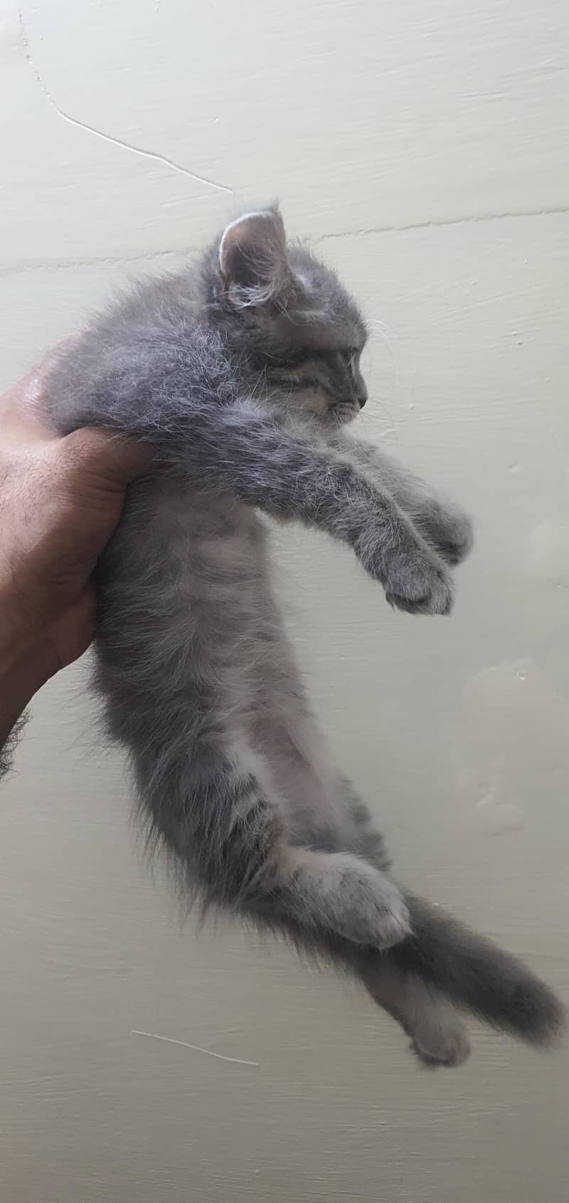 Persian kittens 7