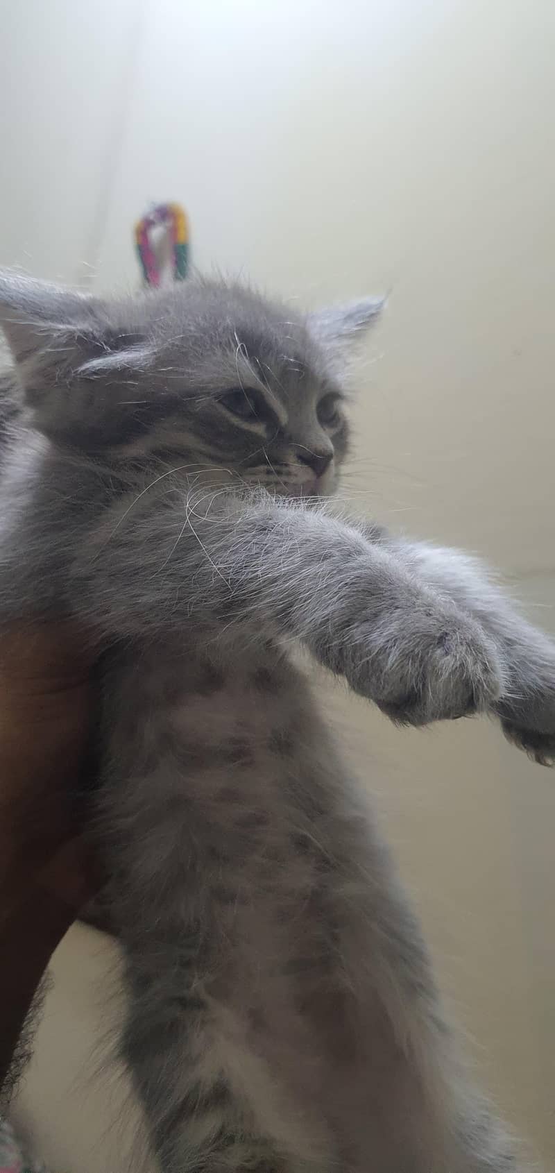 Persian kittens 8
