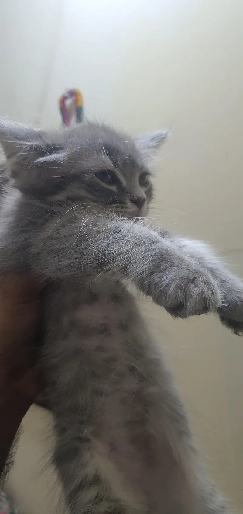 Persian kittens — photo 9