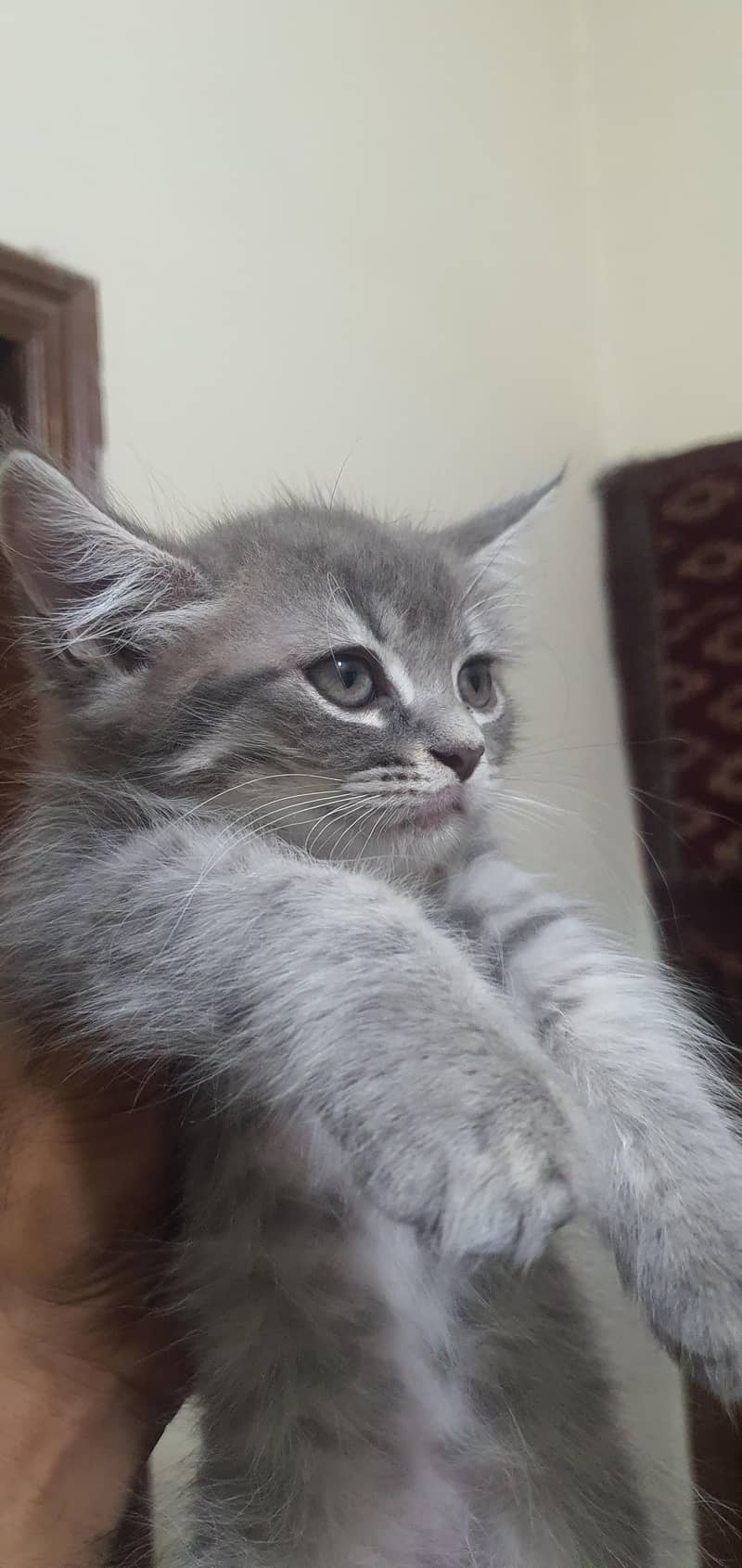 Persian kittens 9