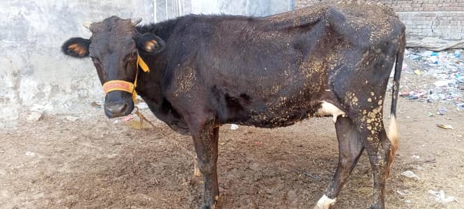 frasion gersy cow
