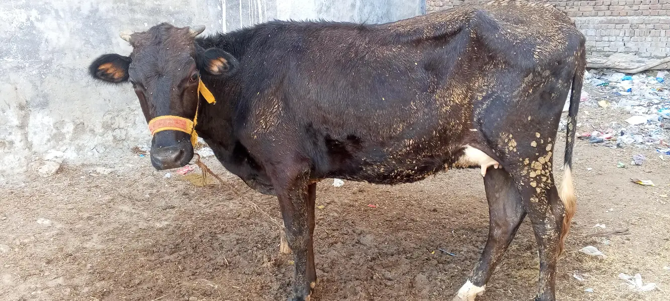 frasion gersy cow
