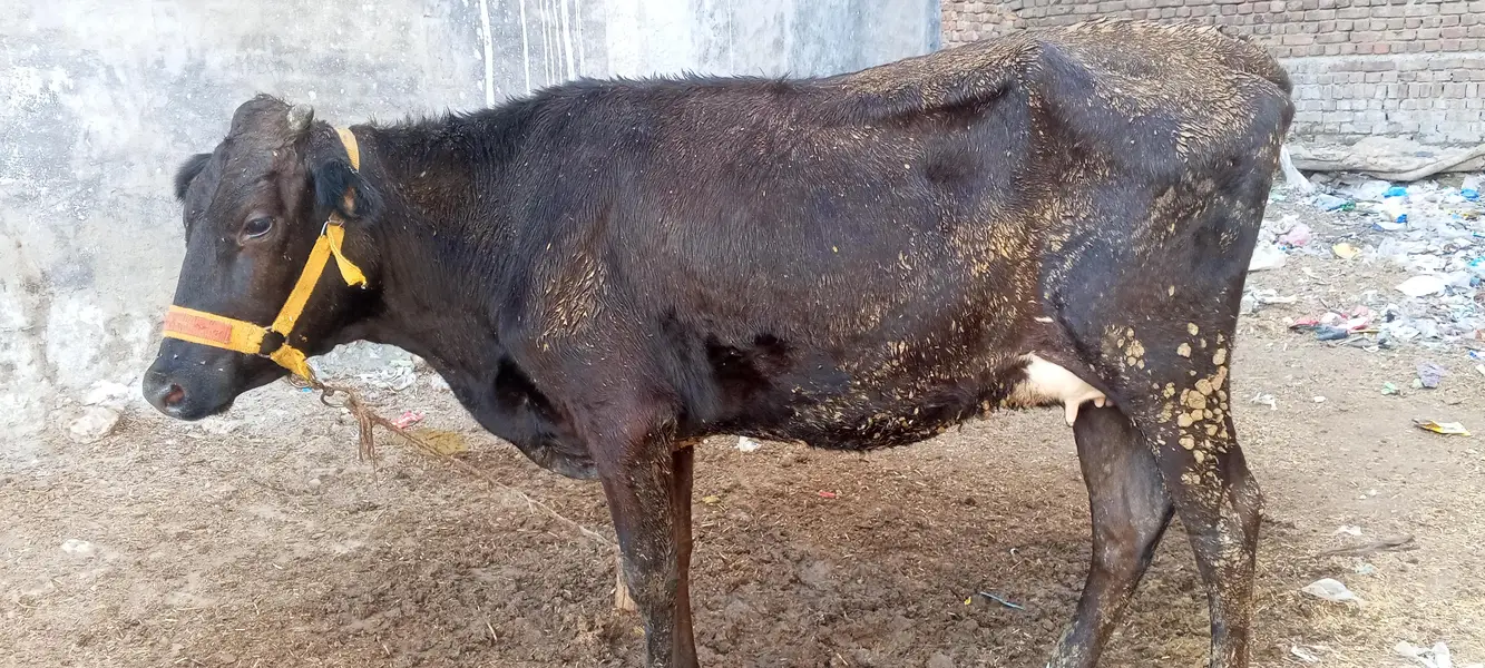 frasion gersy cow — photo 2