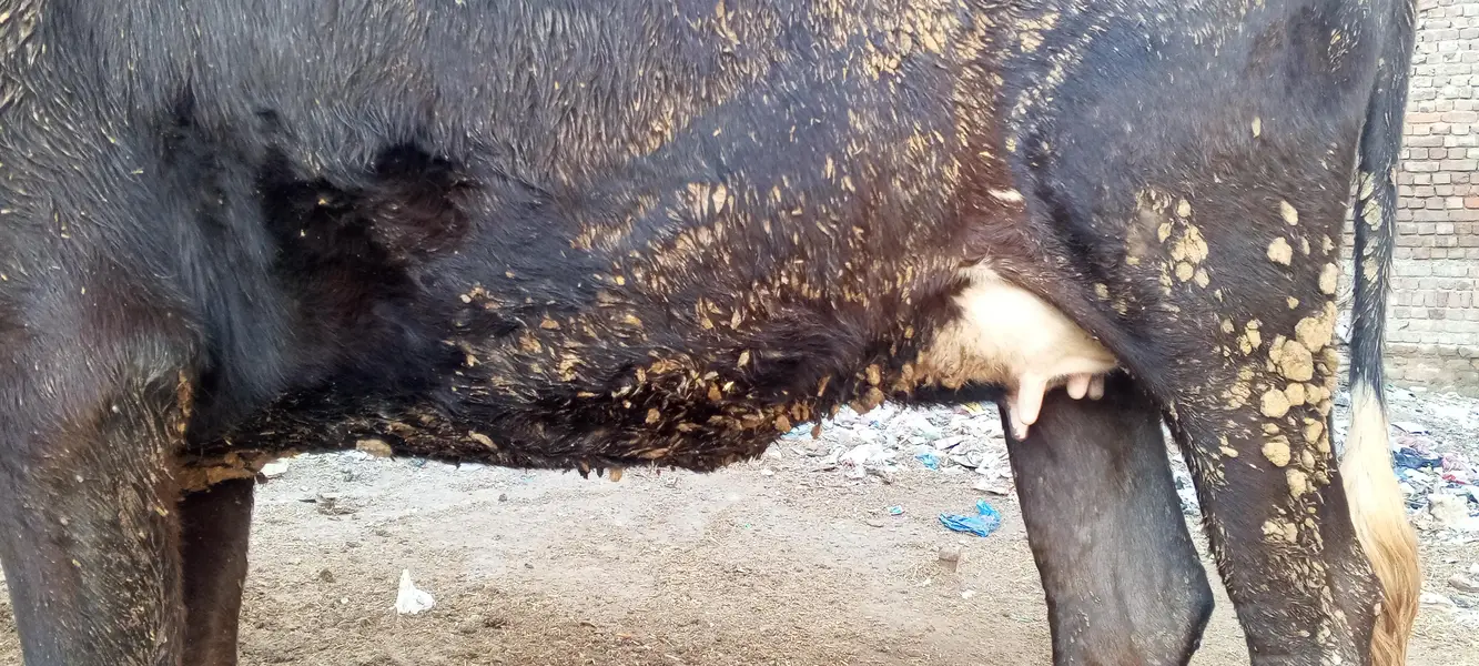 frasion gersy cow — photo 3