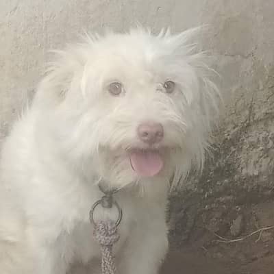 dogforesale