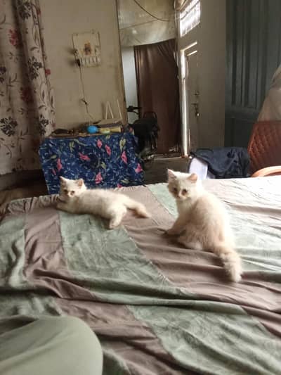 1 pair cat