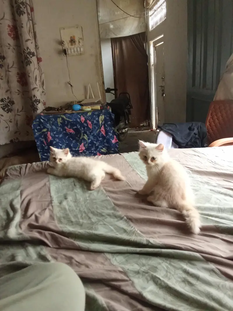 1 pair cat