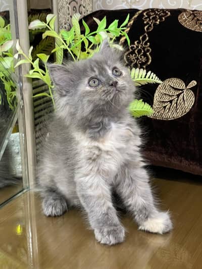 Persian Kittens | Triple Coated | Fluffy Kittens | For Sale | COD Ava