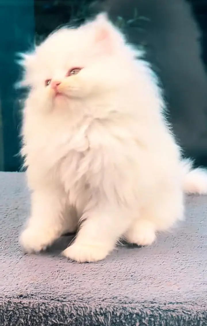 Persian kitten for sale my WhatsApp . 03444548868 — photo 2