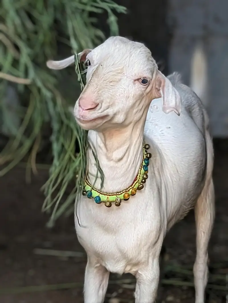 white gulabi teddy — photo 2