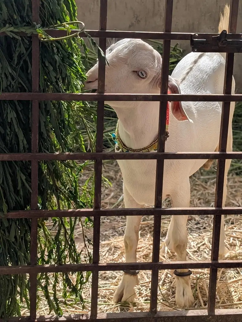 white gulabi teddy — photo 4