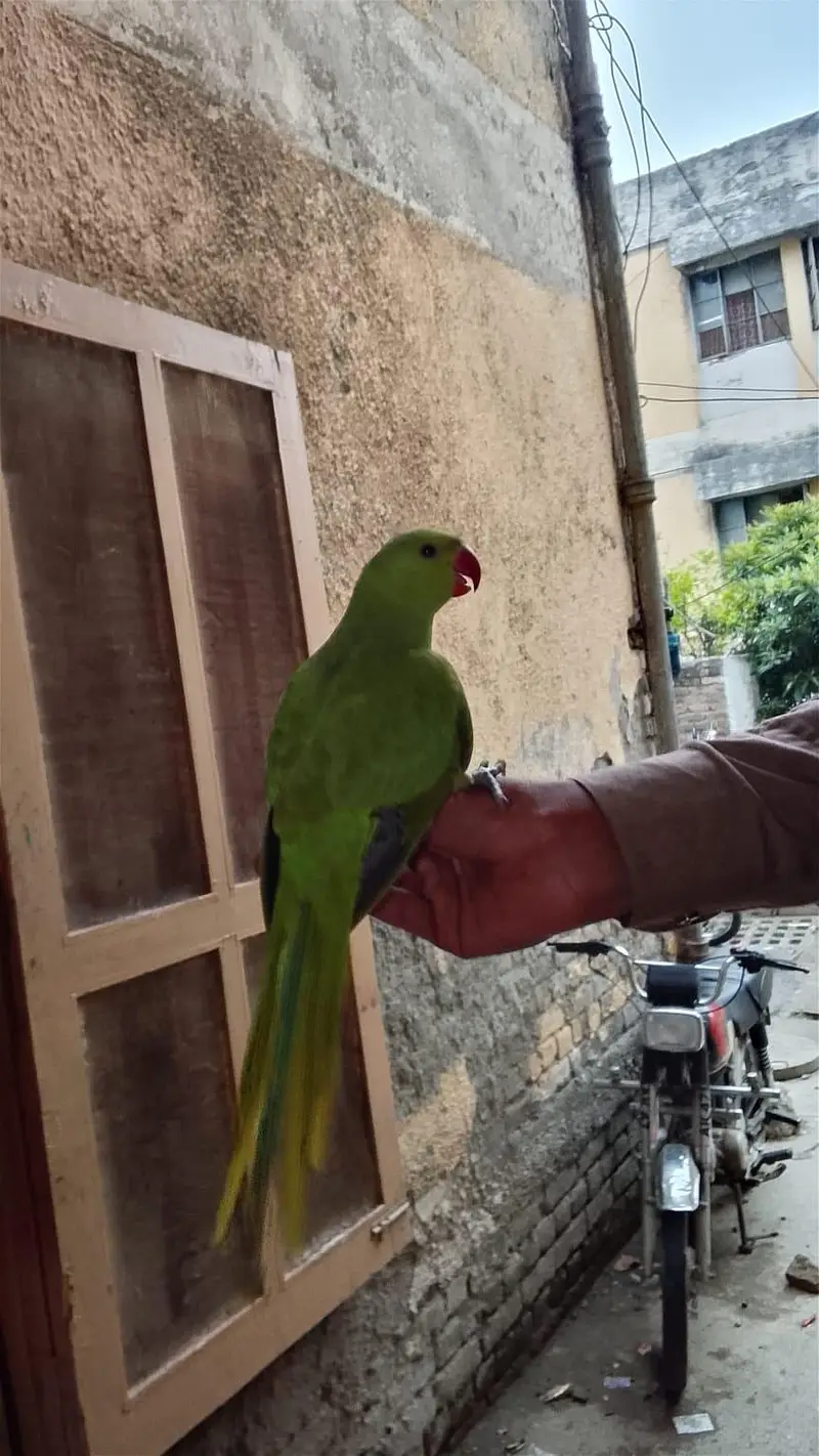very beautiful parrot — photo 3