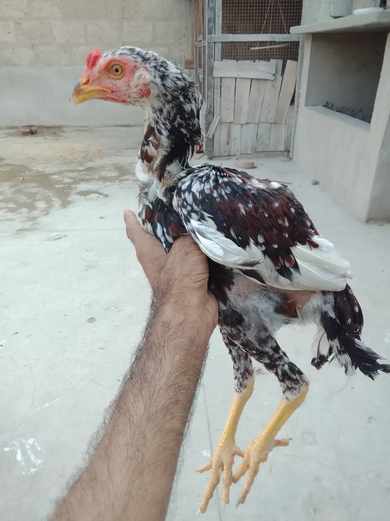 Aseel cheena patha — photo 2