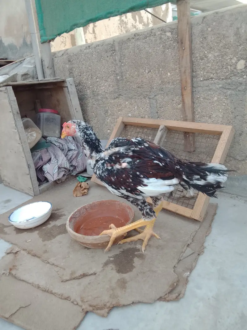 Aseel cheena patha — photo 3