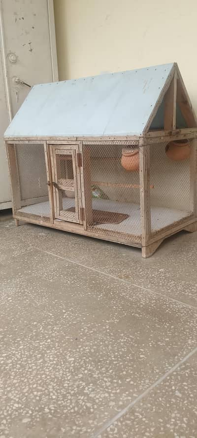 birds