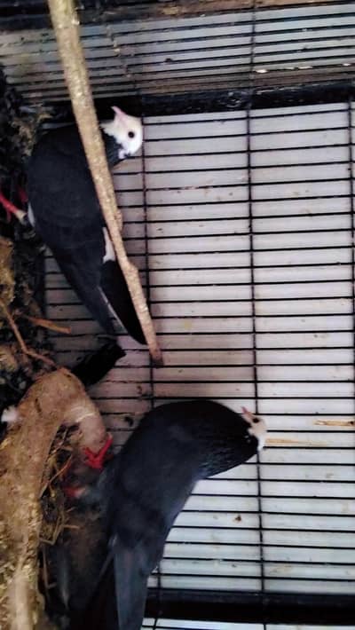 Black Mukhi. Red Joggi