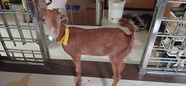 Goat of good breed