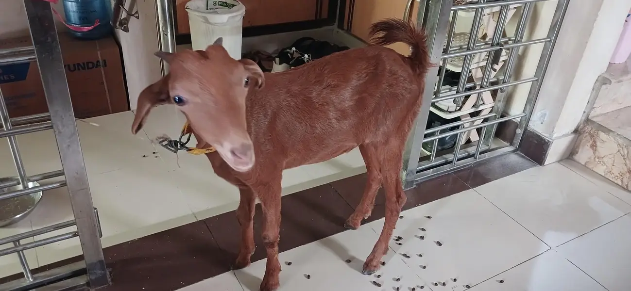 Goat of good breed — photo 2