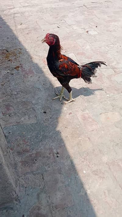 Aseel Miawali Murga and Thai Murgi for sale mobile no 03214272302
