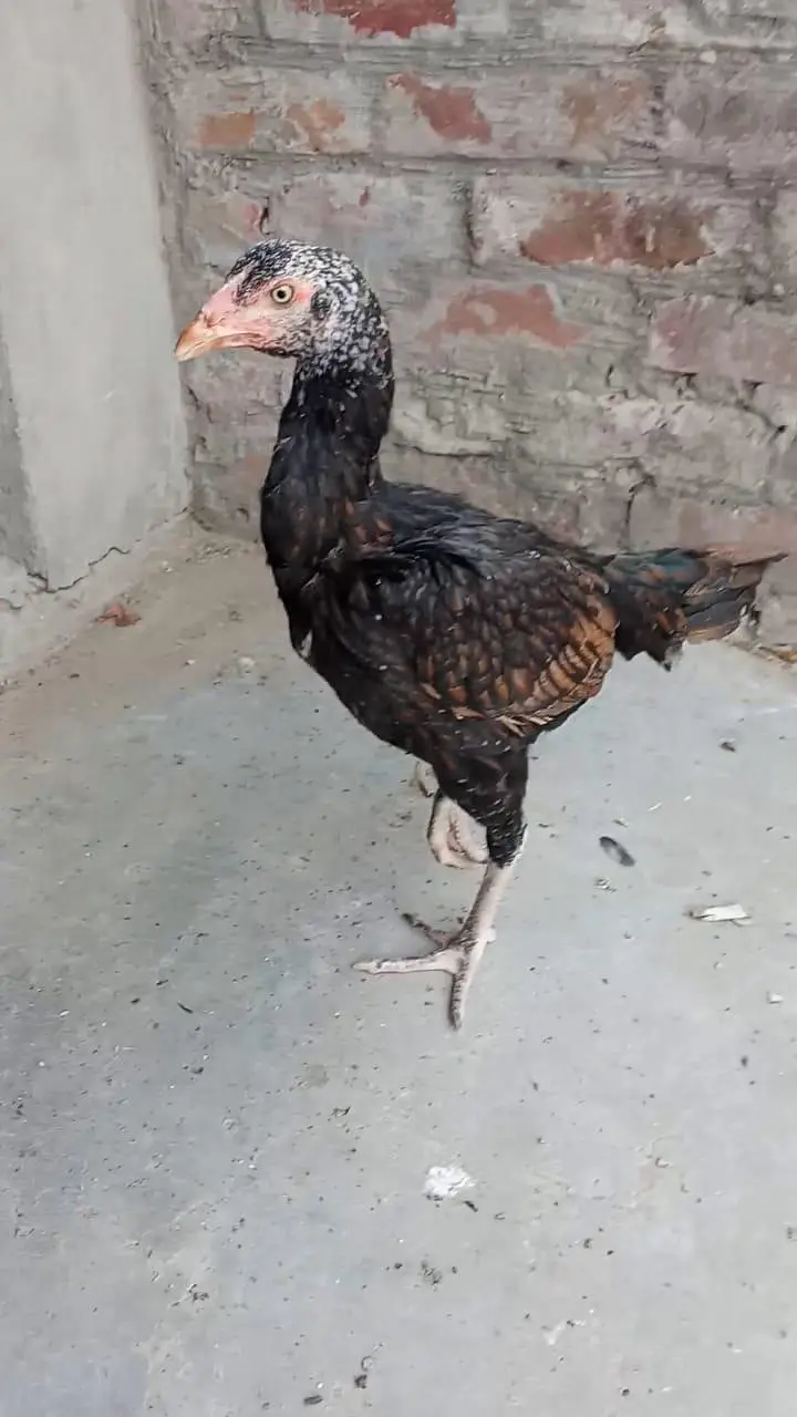 Aseel Miawali Murga and Thai Murgi for sale mobile no 03214272302 — photo 5