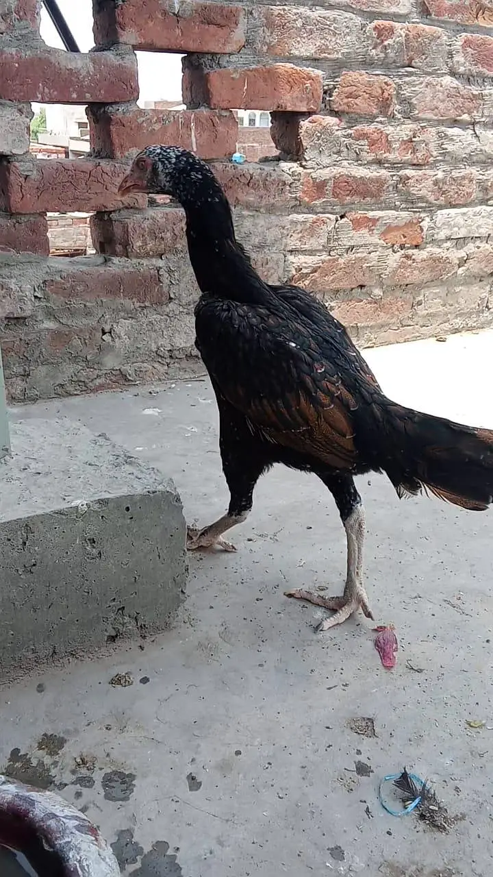 Aseel Miawali Murga and Thai Murgi for sale mobile no 03214272302 — photo 6