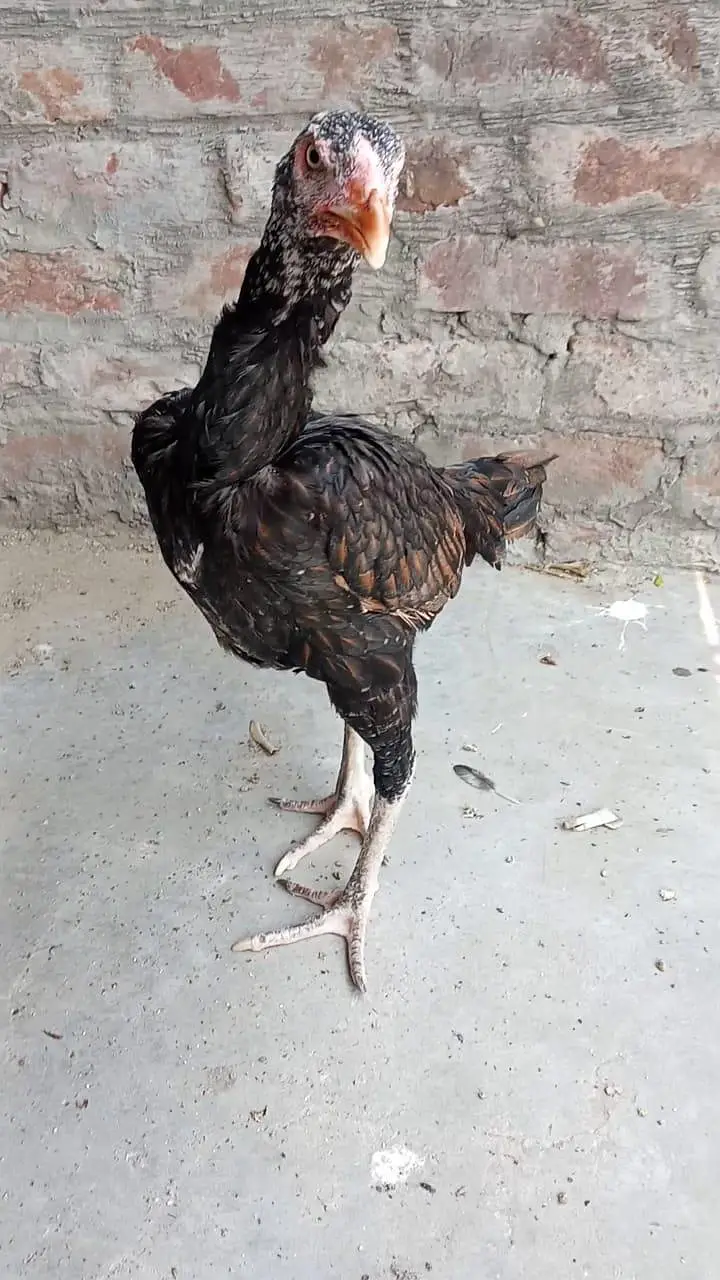 Aseel Miawali Murga and Thai Murgi for sale mobile no 03214272302 — photo 7