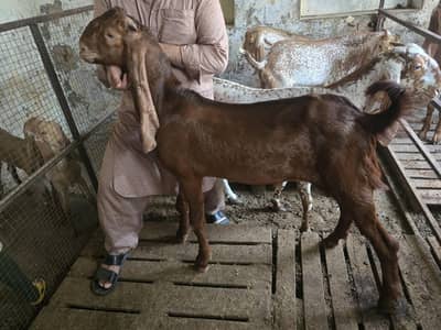 Breeder quality male bacha