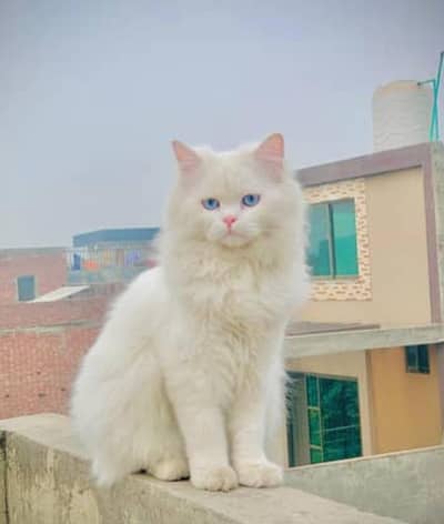 Breeder ha female full white blue eyes double lair