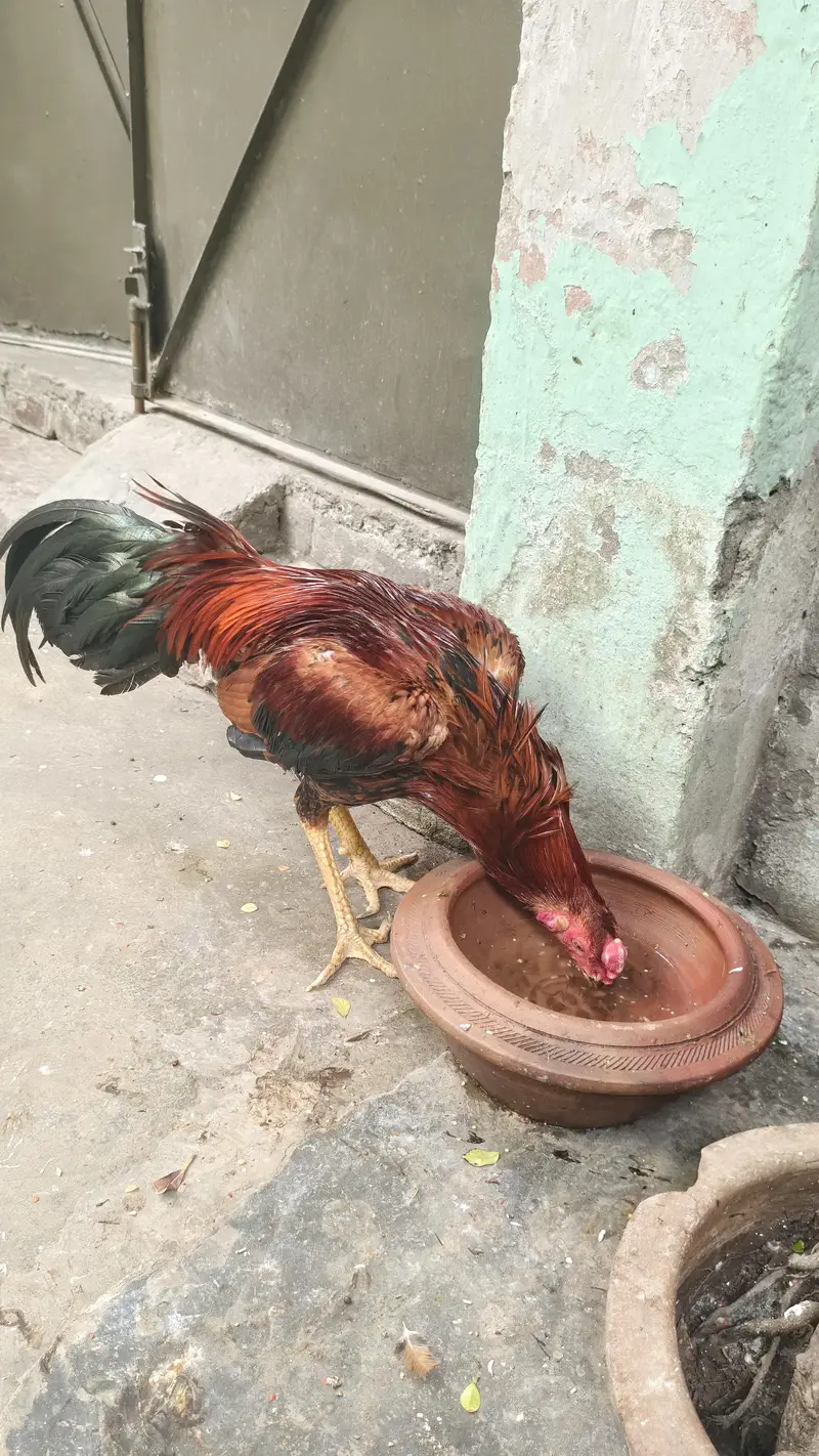 thailand — photo 2