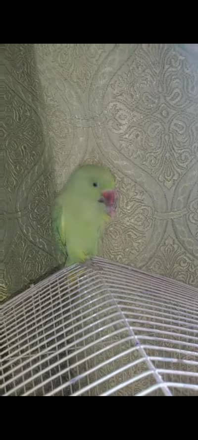 parrot for sale Lana Wala rabta karan