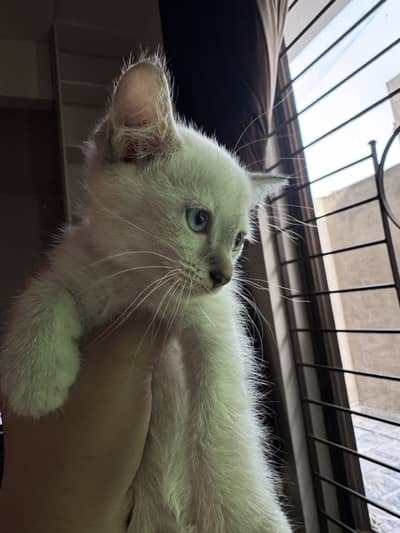 Persian Siamese Kittens for sale