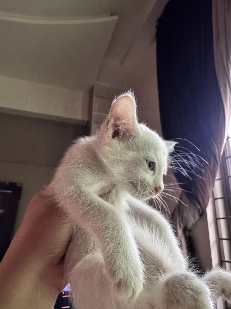 Persian Siamese Kittens for sale — photo 2