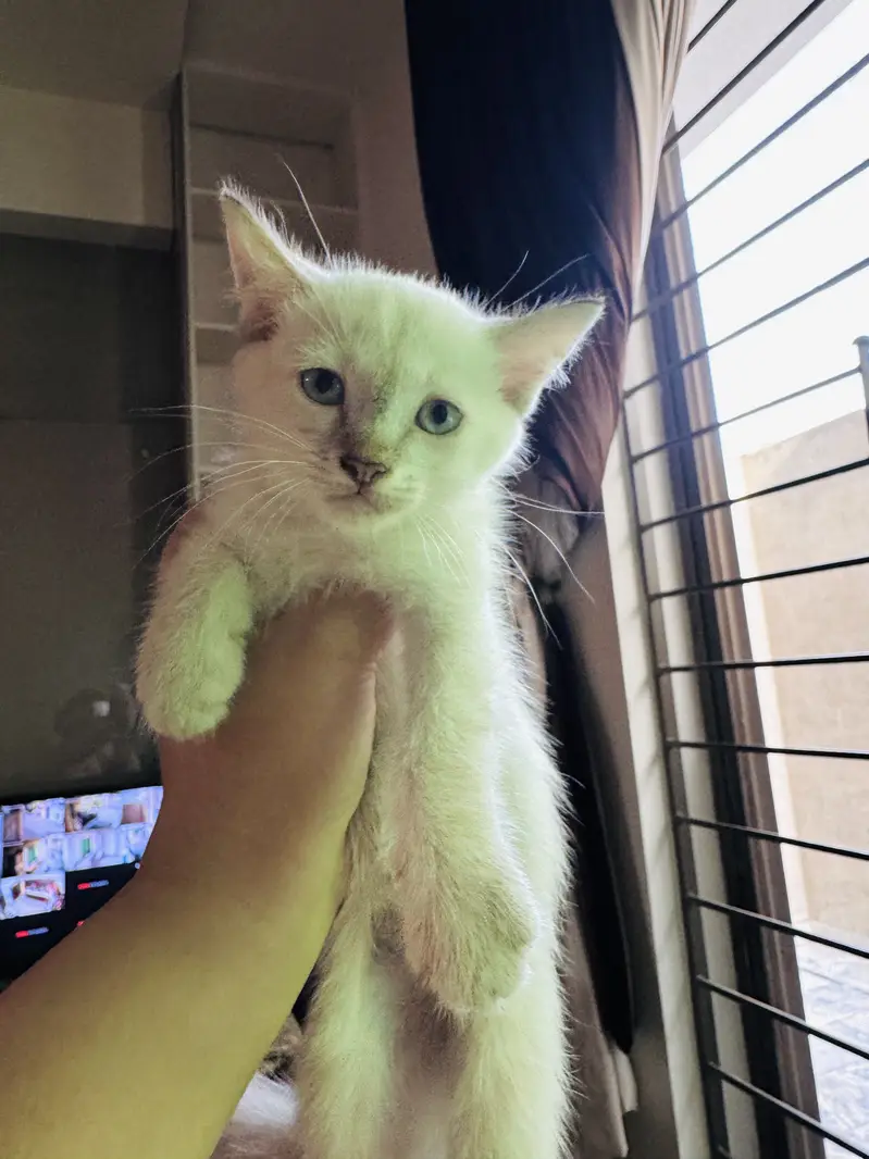 Persian Siamese Kittens for sale — photo 3