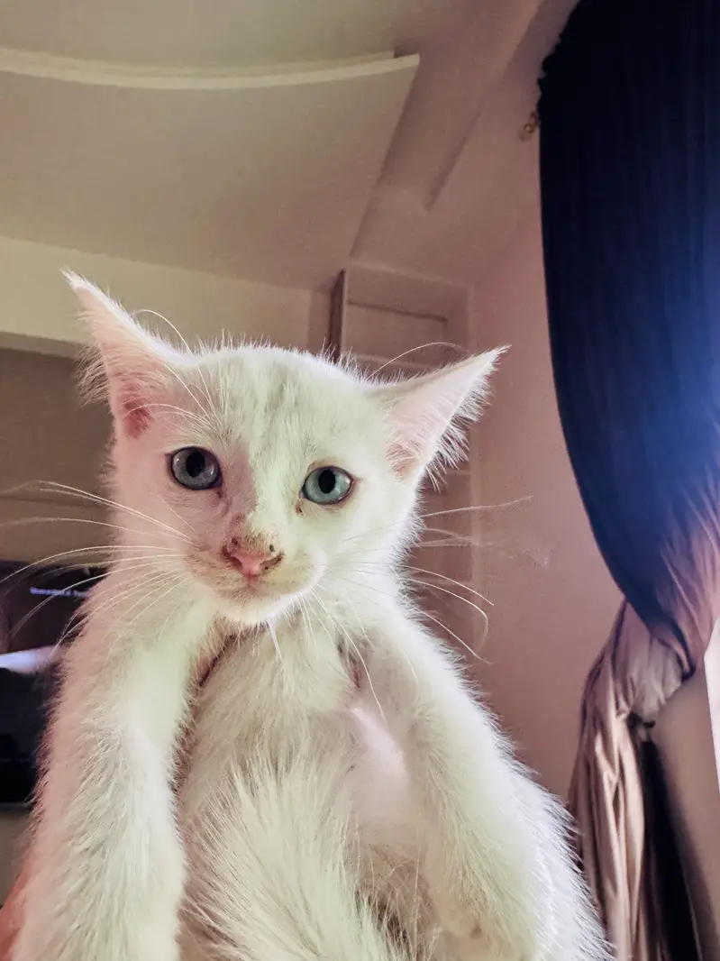 Persian Siamese Kittens for sale — photo 4
