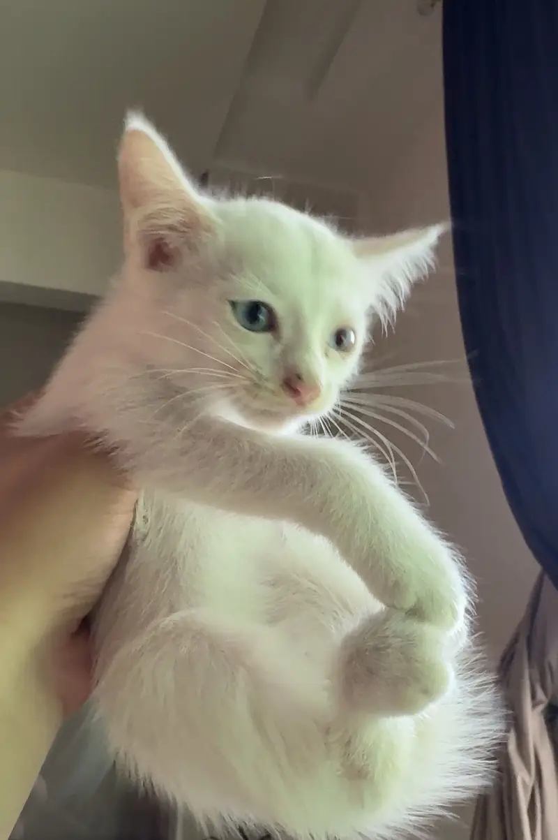 Persian Siamese Kittens for sale — photo 5