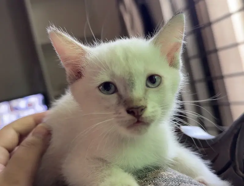 Persian Siamese Kittens for sale — photo 6