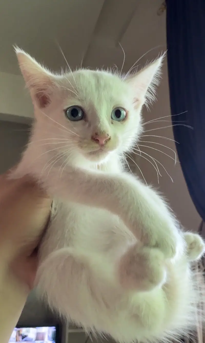 Persian Siamese Kittens for sale — photo 7