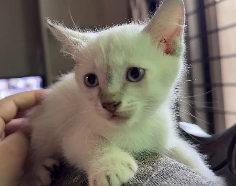 Persian Siamese Kittens for sale — photo 8