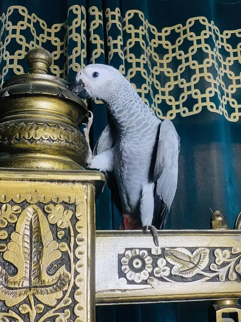 African Grey Parrot | Full Tame | Talking | Home Raised | Healthy Cong