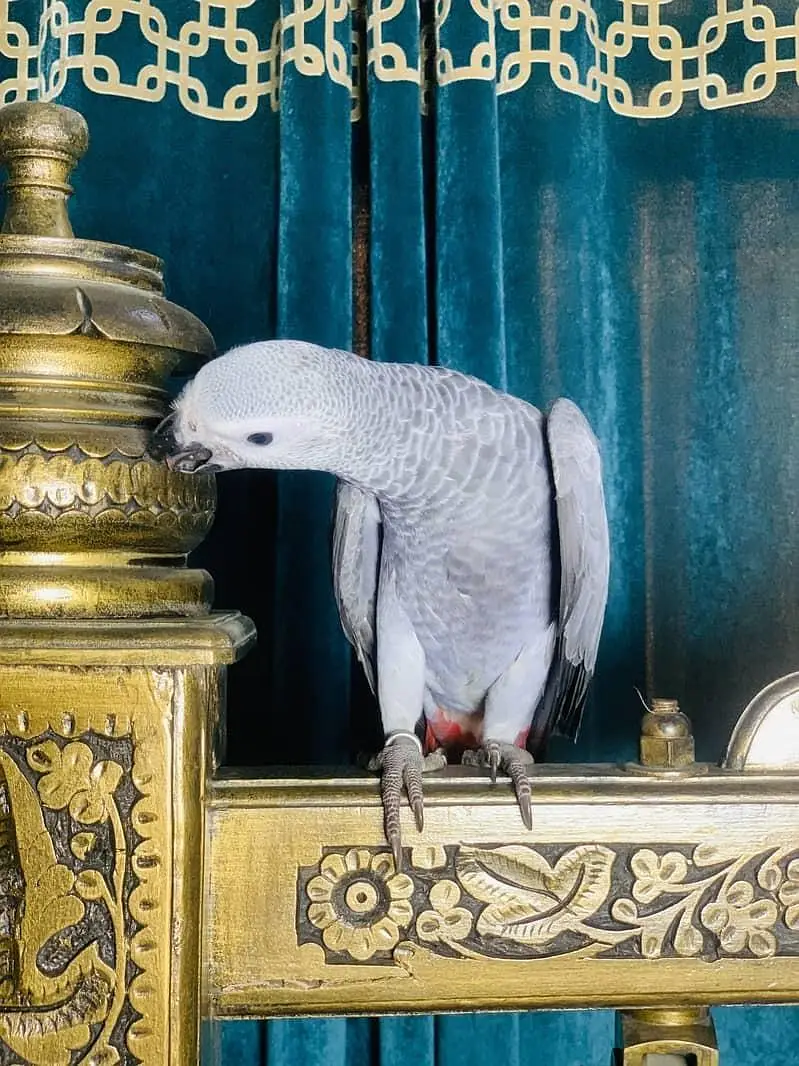 African Grey Parrot | Full Tame | Talking | Home Raised | Healthy Cong — photo 2