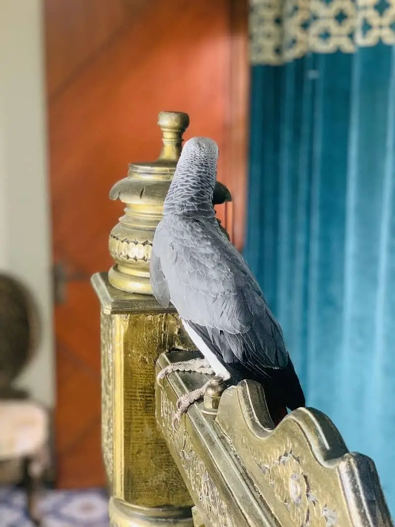 African Grey Parrot | Full Tame | Talking | Home Raised | Healthy Cong — photo 3