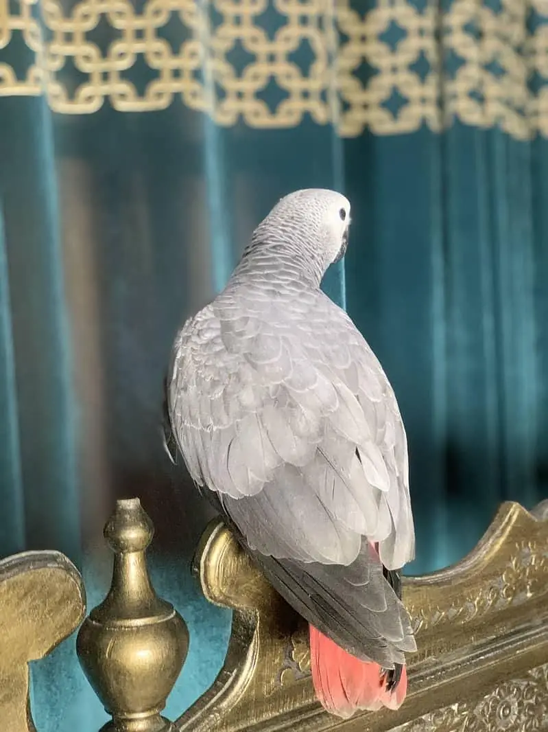 African Grey Parrot | Full Tame | Talking | Home Raised | Healthy Cong — photo 4