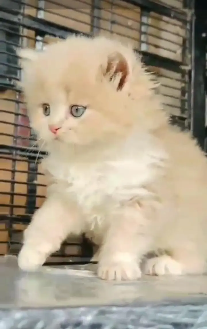 Persian kitten for sale my WhatsApp . 03444548868 — photo 2