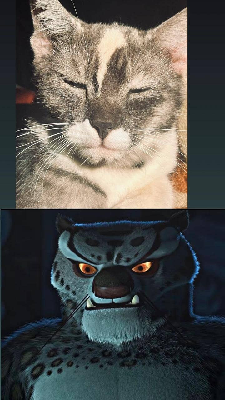 unique cat for adoption 0