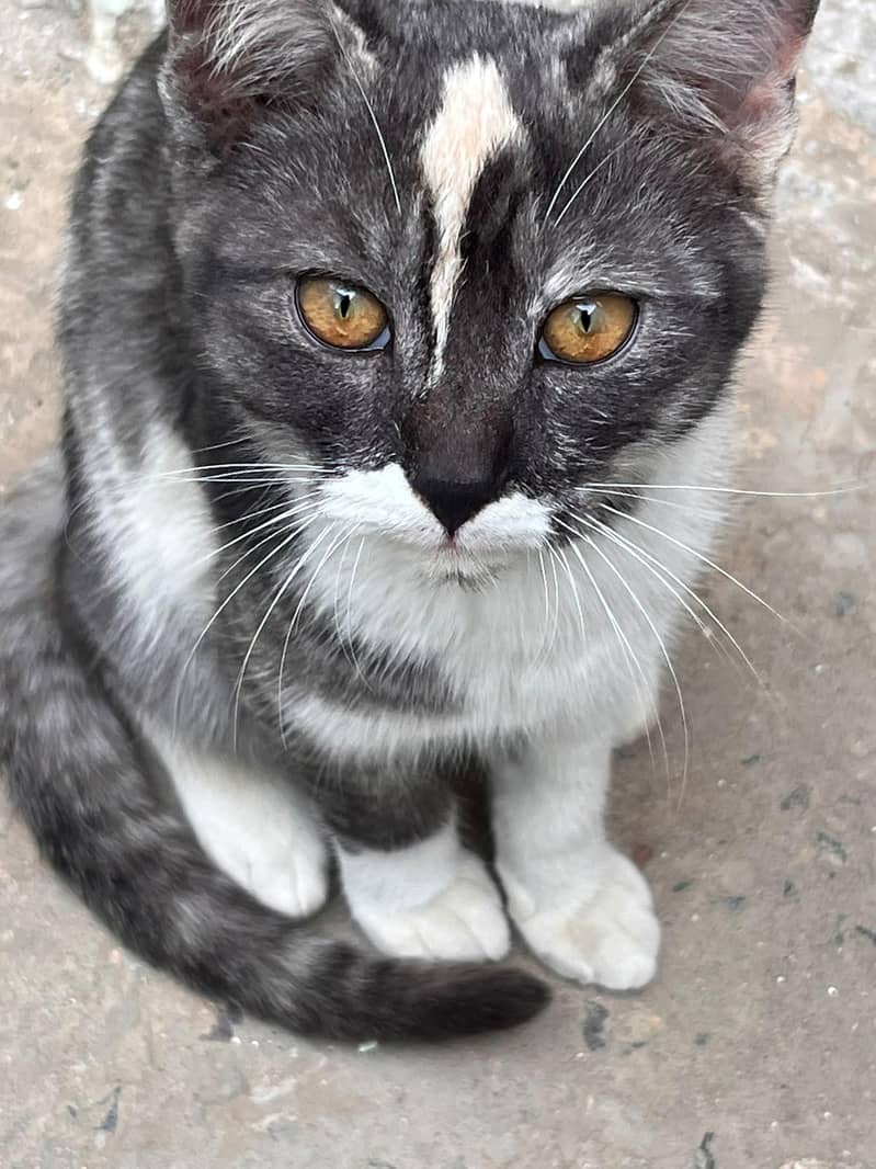 unique cat for adoption 1
