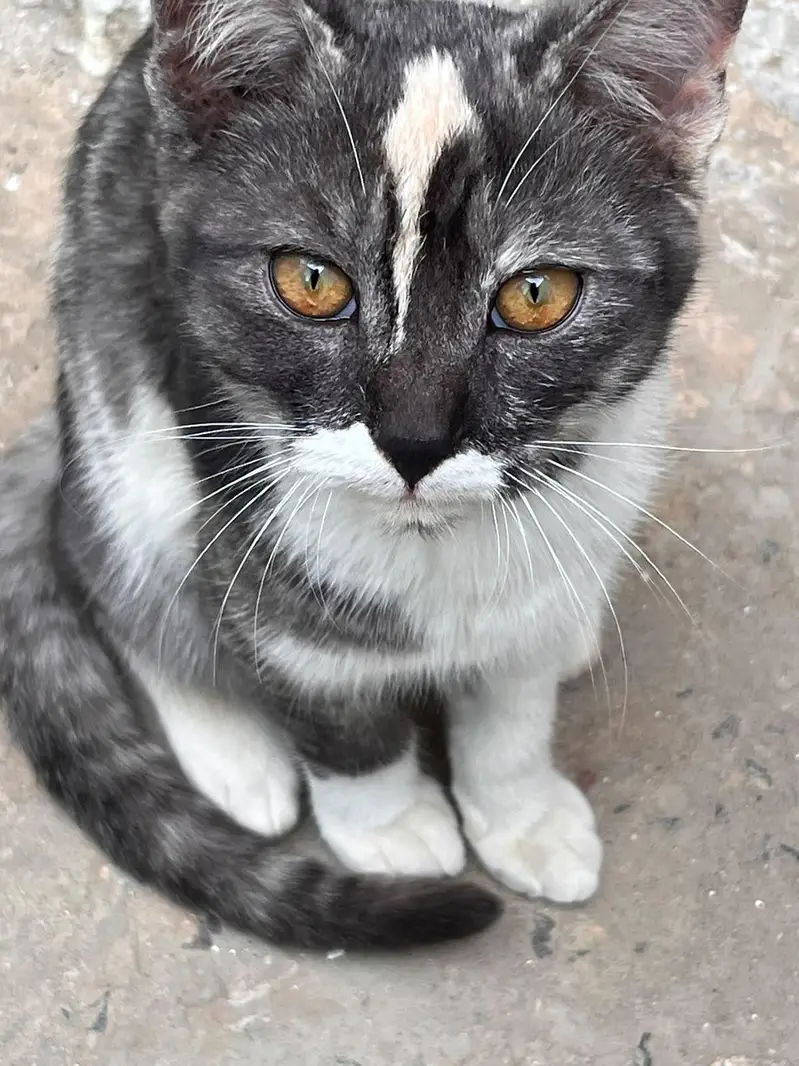 unique cat for adoption — photo 2